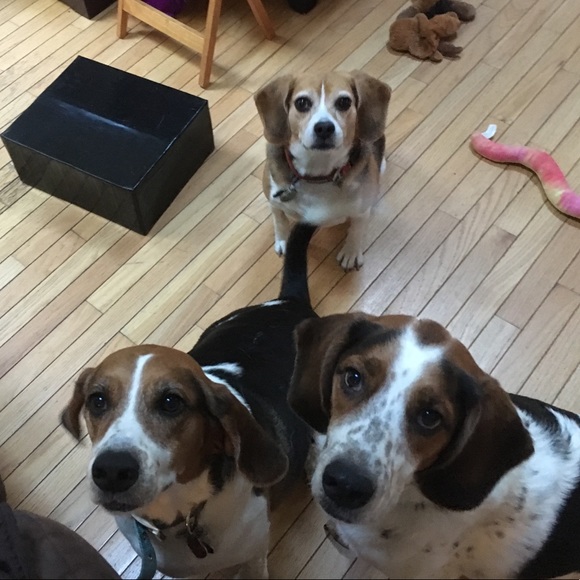 Meet your Posher, Toni - Picture 7 of 8